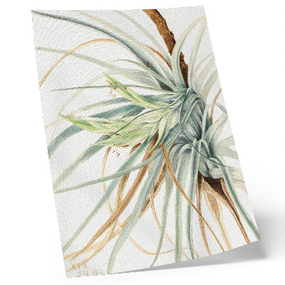Póster Piña silvestre (Tillandsia fasciculata) (1921) de Mary Vaux Walcott
