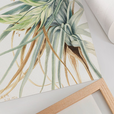 Póster Piña silvestre (Tillandsia fasciculata) (1921) de Mary Vaux Walcott