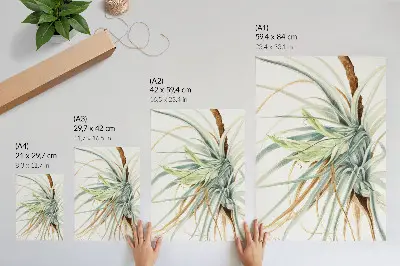 Póster de la obra Piña silvestre (Tillandsia fasciculata) de 1921 por Mary Vaux Walcott