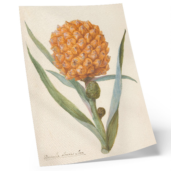 Lienzo decorativo moderno Bromelia ananas linn (c. 1700 - c. 1749) por un artista anónimo