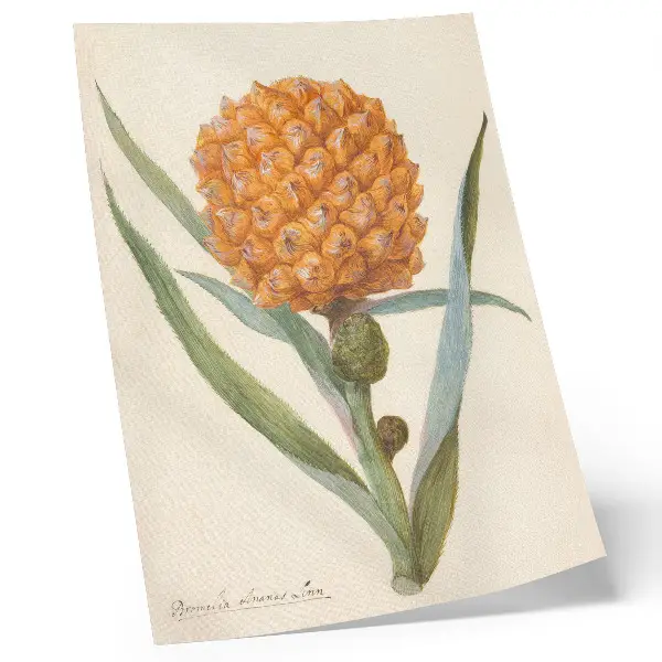 Lienzo decorativo moderno de Bromelia ananas linn (c. 1700 - c. 1749) por un artista anónimo