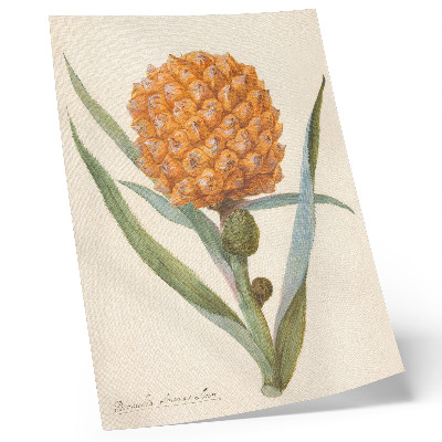 Lienzo decorativo moderno Bromelia ananas linn (c. 1700 - c. 1749) por un artista anónimo