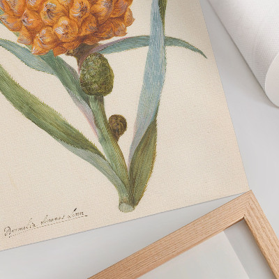 Lienzo decorativo moderno Bromelia ananas linn (c. 1700 - c. 1749) por un artista anónimo