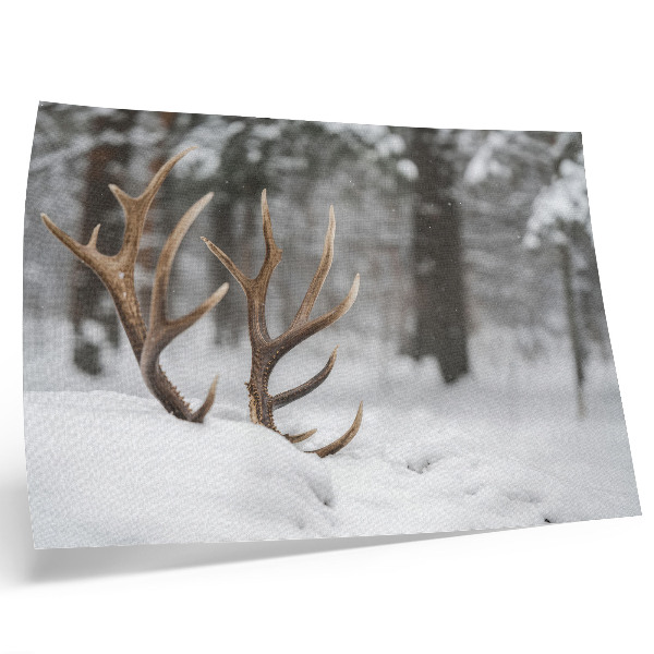 Lámina para cuadro Astas en la nieve, bosque invernal, paz natural