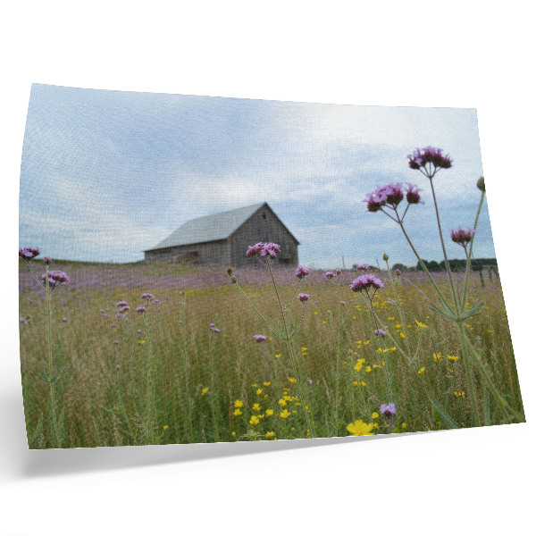 Póster Pradera de flores moradas y amarillas en un granero de campo