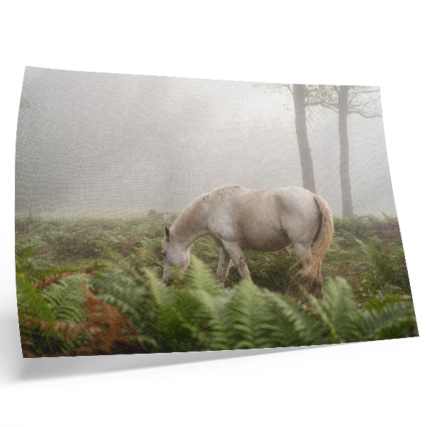 Póster Un caballo con un fondo de helechos en un bosque brumoso.