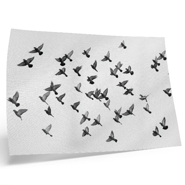 Póster Aves en vuelo. Elegantes armonías en blanco y negro.