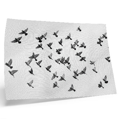Póster Aves en vuelo. Elegantes armonías en blanco y negro.