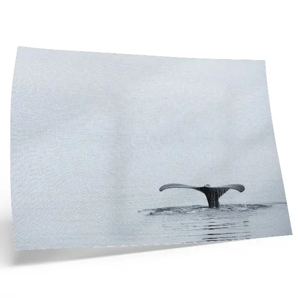 Póster cola de ballena sobre el agua con diseño minimalista y armonioso