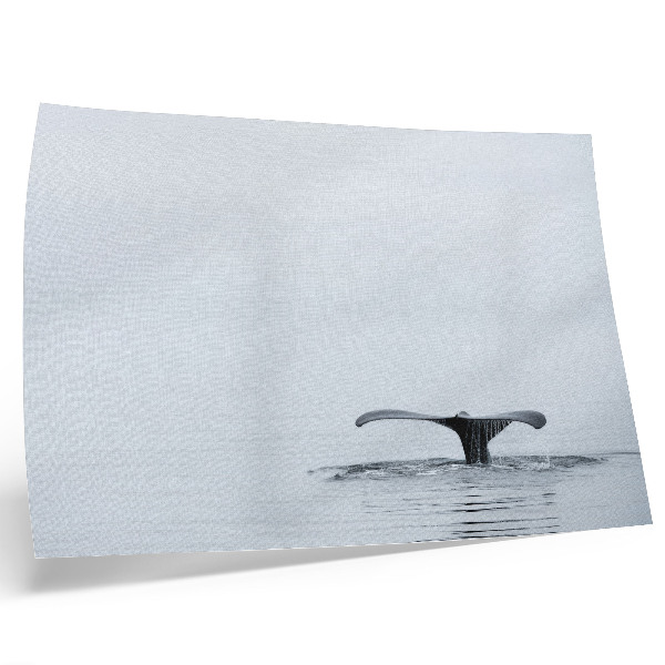 Póster Cola de ballena sobre el agua, minimalismo, armonía