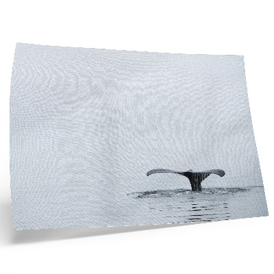 Póster Cola de ballena sobre el agua, minimalismo, armonía