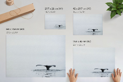 Póster Cola de ballena sobre el agua, minimalismo, armonía