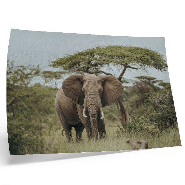 Póster un elefante con el verde paisaje de la sabana de fondo