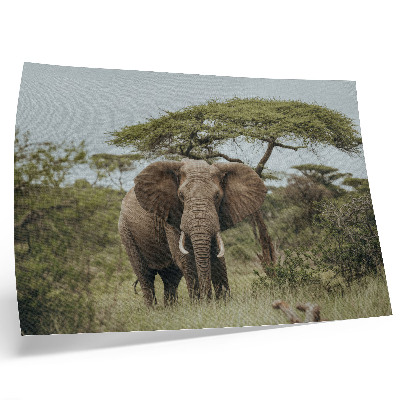 Póster un elefante con el verde paisaje de la sabana de fondo