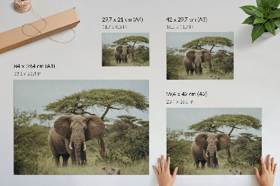 Póster un elefante con el verde paisaje de la sabana de fondo