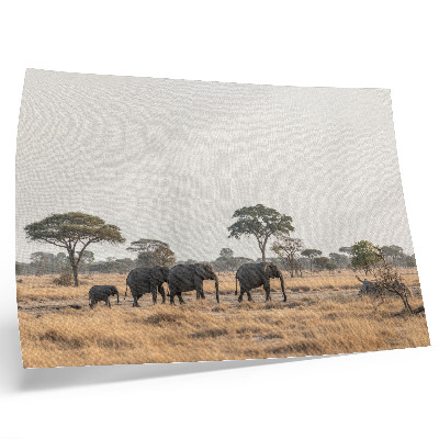 Póster Elefantes en la sabana africana entre los árboles