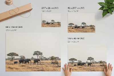 Póster Elefantes en la sabana africana entre los árboles