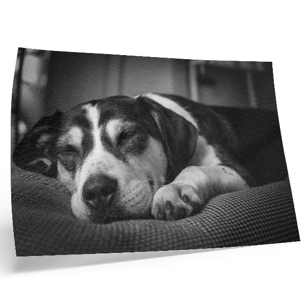 Arte de pared adorable perro durmiendo sobre una almohada