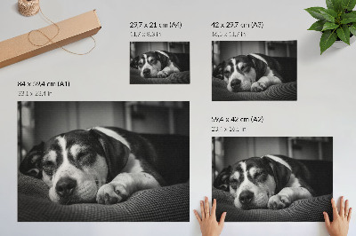 Arte de pared adorable perro durmiendo sobre una almohada