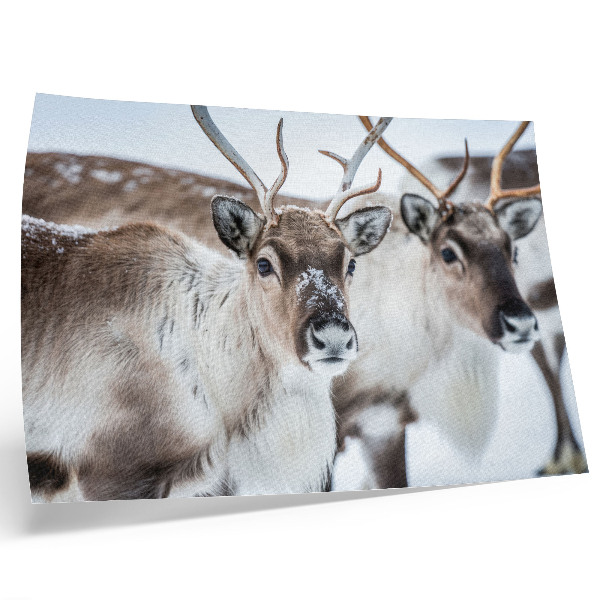 Póster renos con astas naturales en armonía con el paisaje invernal