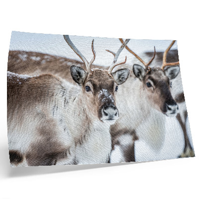 Póster renos con astas naturales en armonía con el paisaje invernal