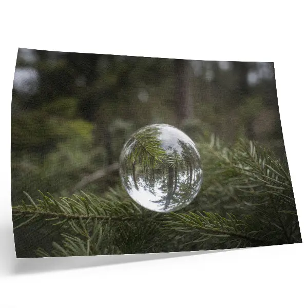 Lámina para cuadro bola de cristal con ramas de pino de fondo