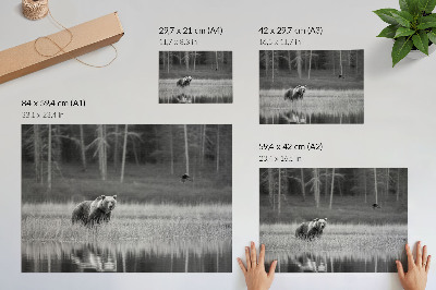 Póster oso junto al agua con atmósfera en blanco y negro