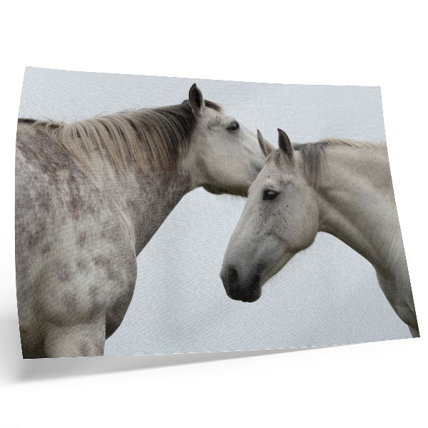 Póster dos caballos en armonía de gris y blanco
