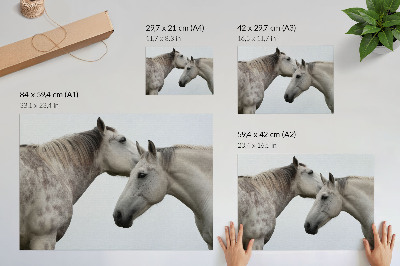 Póster dos caballos en armonía de gris y blanco