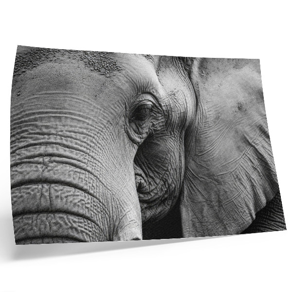 Póster Elefante monocromático, detalles minimalistas, elegancia.