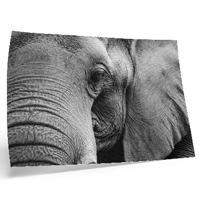 Póster Elefante monocromático, detalles minimalistas, elegancia.