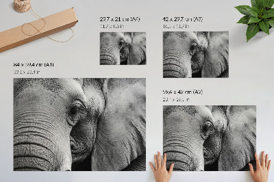 Póster Elefante monocromático, detalles minimalistas, elegancia.