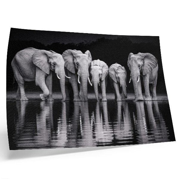 Póster elefantes junto al agua con diseño de armonía pacífica y reflexión