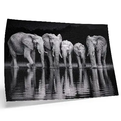 Póster Elefantes junto al agua, armonía pacífica y reflexión.