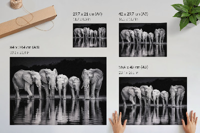 Póster elefantes junto al agua con diseño de armonía pacífica y reflexión