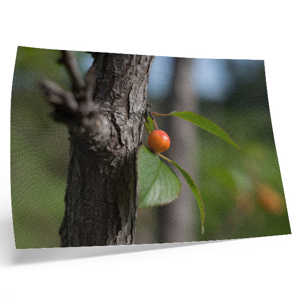 Póster Fruto naranja, hojas verdes, corteza marrón