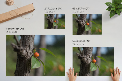 Póster Fruto naranja, hojas verdes, corteza marrón