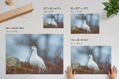 Póster Un pájaro blanco en un entorno invernal.