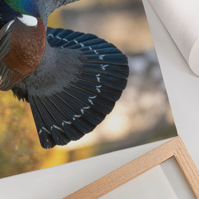 Lámina para cuadro hermoso pájaro en el bosque con la cola extendida a color