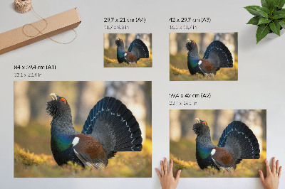Lámina para cuadro hermoso pájaro en el bosque con la cola extendida a color
