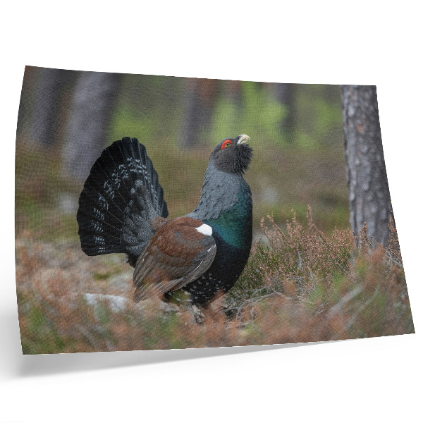 Póster con diseño de colores de pájaros y naturaleza del bosque para un ambiente tranquilo