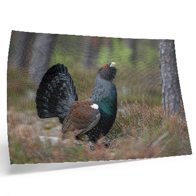 Póster con diseño de colores de pájaros y naturaleza del bosque para un ambiente tranquilo