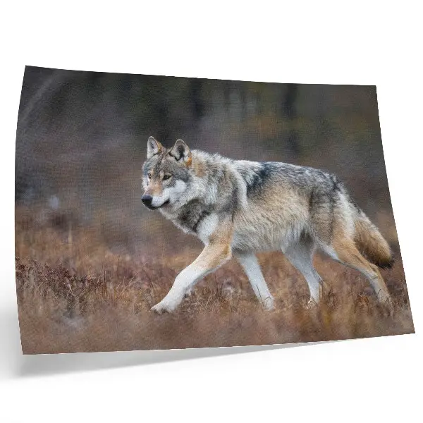 Arte de pared lobo en movimiento en un paisaje natural salvaje
