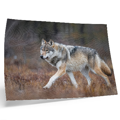 Arte de pared Lobo en movimiento, paisaje salvaje, naturaleza