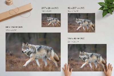 Arte de pared Lobo en movimiento, paisaje salvaje, naturaleza