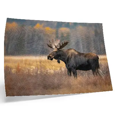 Arte de pared Alces, paisaje otoñal, armonía, naturaleza salvaje