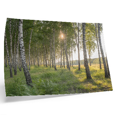 Arte de pared Simetría de los rayos del sol en el bosque de abedules