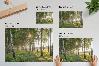 Arte de pared Simetría de los rayos del sol en el bosque de abedules