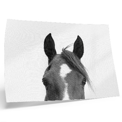 Póster fotografía en blanco y negro de elegancia equina