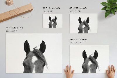 Póster fotografía en blanco y negro de elegancia equina